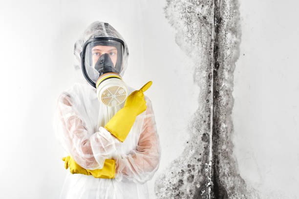 Best Emergency Mold Remediation  in USA